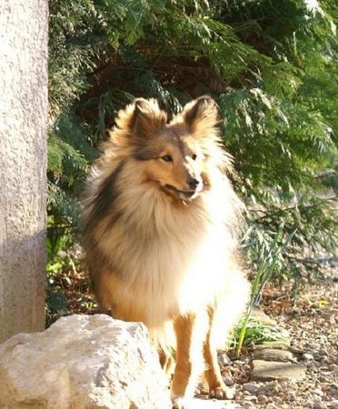 Sheltie Just the best dog I ever had =)