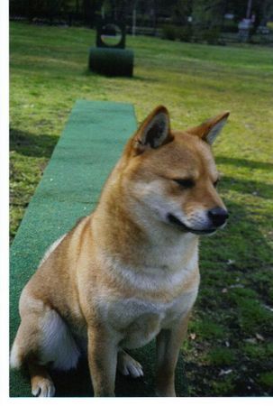 Shiba KiKo beim sport