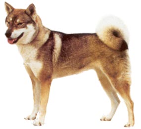 Shikoku Hunde Foto 141 Shikoku