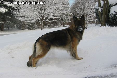 Shiloh Shepherd ISSR Shiloh Shepherd