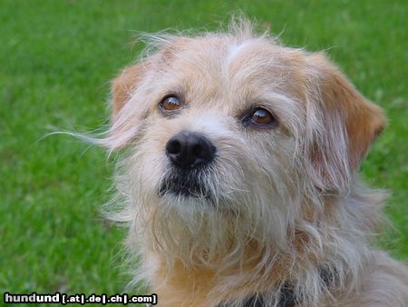 Hollandse Smoushond Hunde Foto 16823 in höherer Auflösung ansehen Hollandse Smoushond Eine gewisse Ähnlichkeit zum Smoushond ist vorhanden