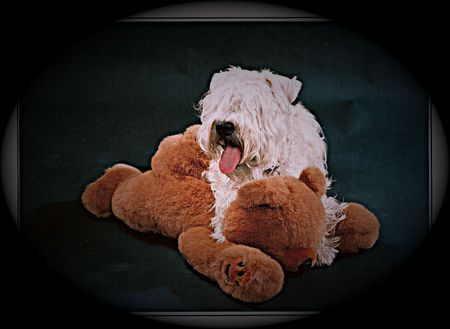 Irischer Soft Coated Wheaten Terrier Mein Hund Rocky, leider im Sommer 2003 mit 7,5 Jahren von uns gegangen. 