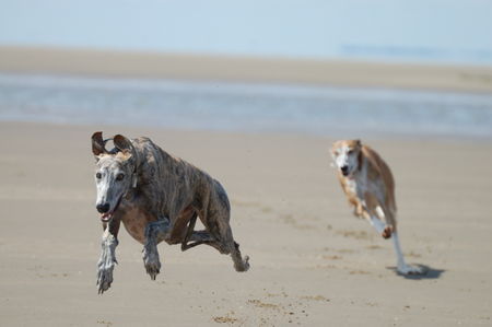 Galgo Espanol fliegende Hunde