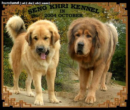 Tibetdogge Seng Khri Tibet Mastiff Kennel - Hungary