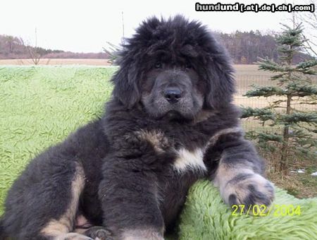 Tibetdogge Do-Khyi from top of the world \