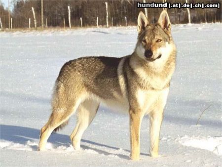 Tschechoslowakischer Wolfhund Jolly z Molu Es