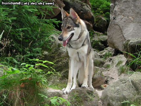 Tschechoslowakischer Wolfhund Inka jr.Eden Severu