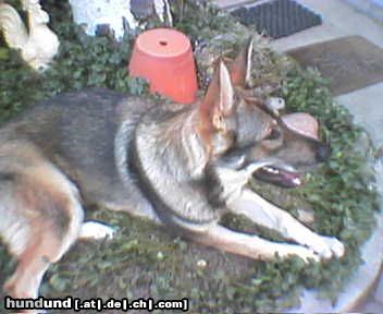 Tschechoslowakischer Wolfhund Hündin Sina