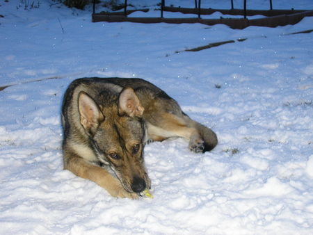 Tschechoslowakischer Wolfhund \