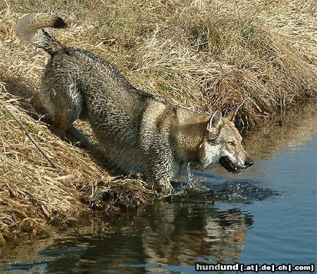 Tschechoslowakischer Wolfhund Bolton Eden severu