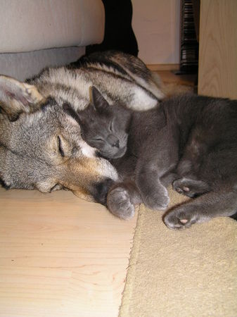 Tschechoslowakischer Wolfhund Laika und Scotty