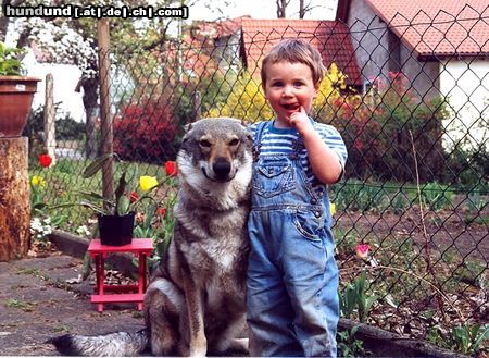 Tschechoslowakischer Wolfhund Laika und Martin