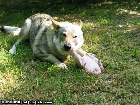 Tschechoslowakischer Wolfhund Laika