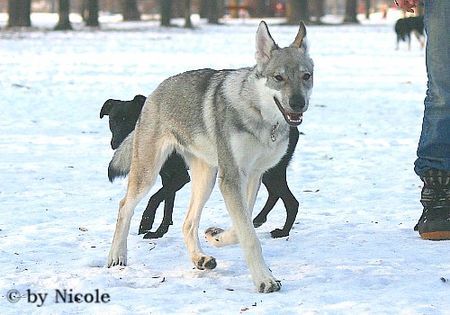 Tschechoslowakischer Wolfhund Prater 15.01.06