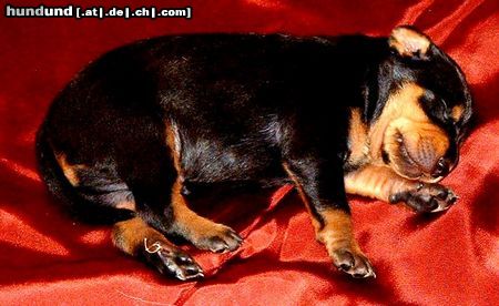 Ungarische Bracke Kopó puppy at 10 days
