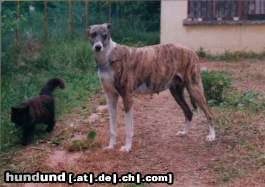 Ungarischer Windhund CAC BH Egresfalvi Claudia