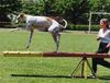 Ungarischer Windhund Hund