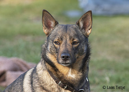 Västgötaspets Hunde Foto 35270 in höherer Auflösung ansehen Västgötaspets Unsere Dahlia
