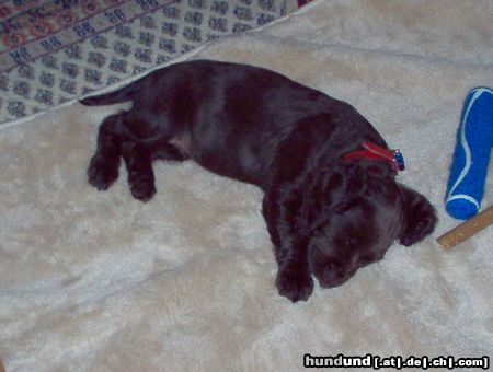 Deutscher Wachtelhund Welpe Dina geburstname Dona  10 Wochen