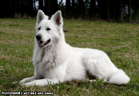 Weißer Schweizer Schäferhund Derwish Devil von der Nordhelle