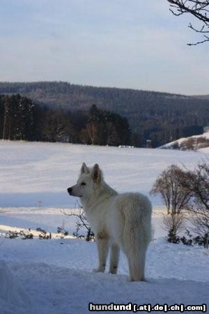Weißer Schweizer Schäferhund unser Zuhause