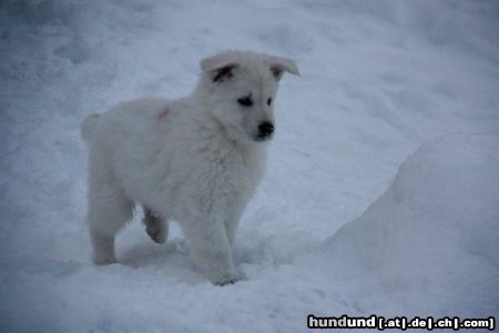Weißer Schweizer Schäferhund unsere Welpen im Winter