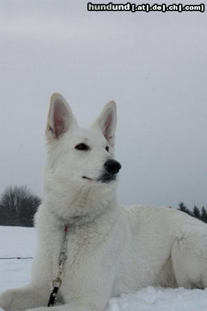 Weißer Schweizer Schäferhund Kaya Juma von der Nordhelle