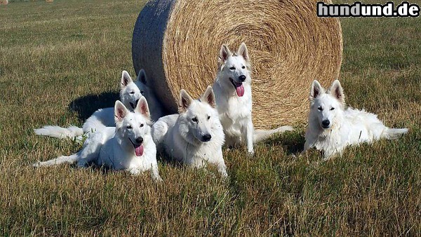 Weißer Schweizer Schäferhund Unsere Fünf Lieblinge