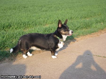 Welsh Corgi Cardigan  Name des Hundes: Audrey from the stone of scone