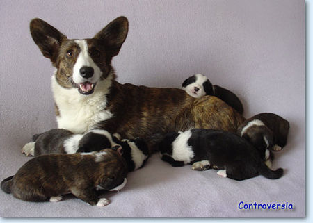 Welsh Corgi Cardigan Puppies in Controversia Kennel