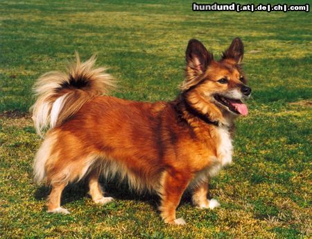 Welsh Corgi Pembroke Hunde Foto 24480 Welsh Corgi Pembroke Corgi-Mix Hündin Lisa vom Katzenhof