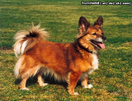 Welsh Corgi Pembroke Corgi-Mix Hündin Lisa vom Katzenhof