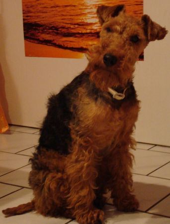 Welsh Terrier darf ich vorstellen Gipsy nach dem Aufstehen 