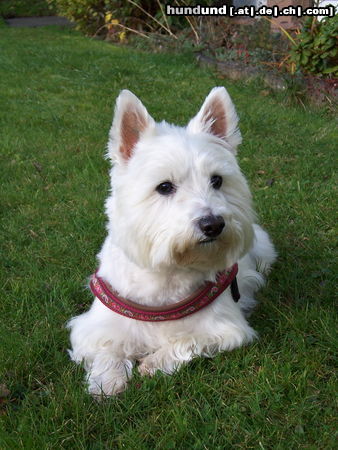 West Highland White Terrier Ayka