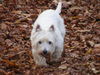 West Highland White Terrier Hund