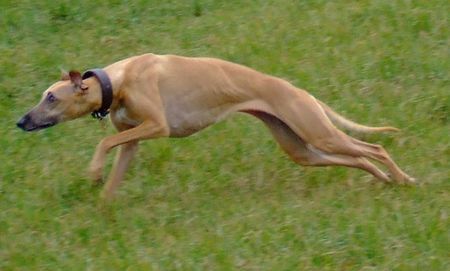 Whippet Hunde Foto 41031 in höherer Auflösung ansehen Whippet Mortimer's Kimberly