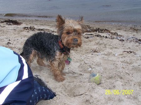 Yorkshire Terrier Benji mit Sand paniert