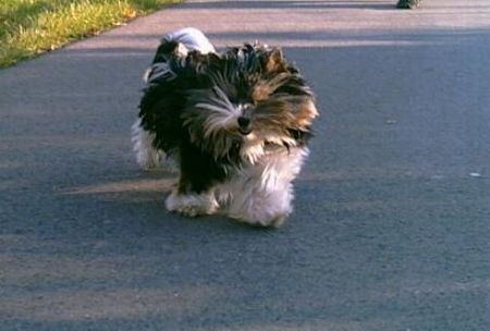 Yorkshire Terrier Hunde Foto 42027 in höherer Auflösung ansehen Yorkshire Terrier Das ist unser Biewer-Yorkshire-Terrier Lenny ...bei einem Spaziergang im Herbst ..vom Winde verweht.