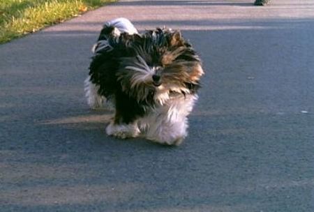 Yorkshire Terrier Das ist unser Biewer-Yorkshire-Terrier Lenny ...bei einem Spaziergang im Herbst ..vom Winde verweht.