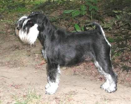 Zwergschnauzer Hunde Foto 41453 Zwergschnauzer Gucci, eine schöne, total verschmuste Hündin.