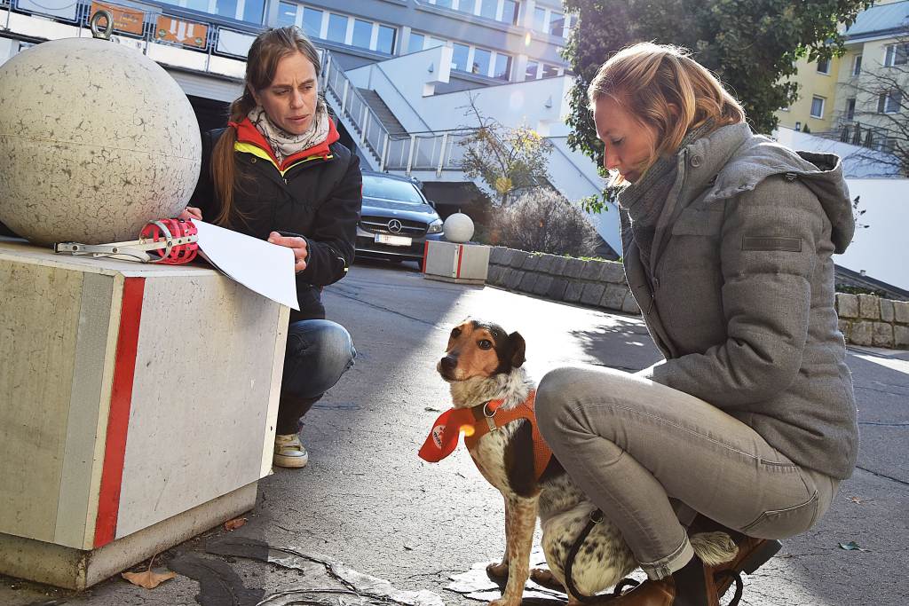 Freiwilliger Wiener Hundeführerschein