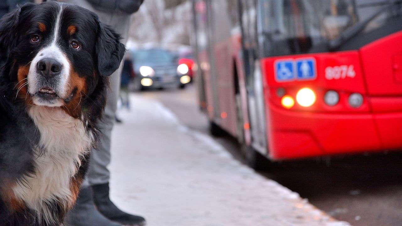 Hunde in öffentlichen Verkehrsmitteln mitnehmen