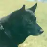 Norwegischer Elchhund schwarz