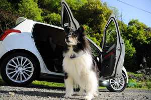 Hund im Auto sicher transportieren
