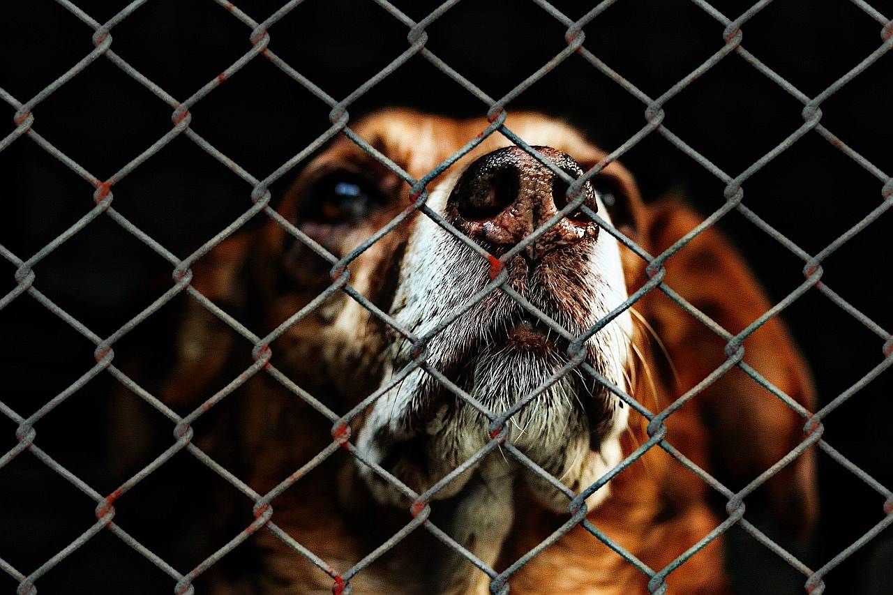 Tierheim Hund Kosten Schutzgebühr