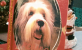 Hundefotoshooting