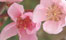 Bachbl�ten gegen...