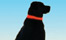 Hunde in der Dunkelheit