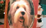Hundefotoshooting