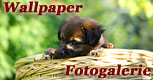 Wallpaper - Tiere Fotos